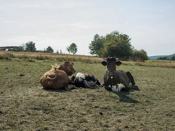 Naturschutzgebiet Wolferskopf