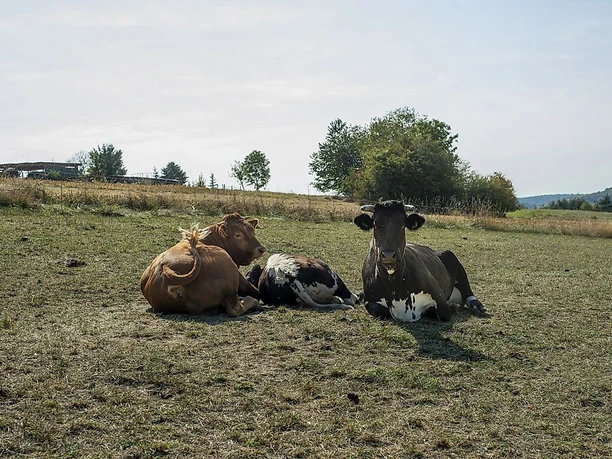 Naturschutzgebiet Wolferskopf