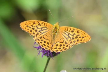 Schmetterling auf Blume