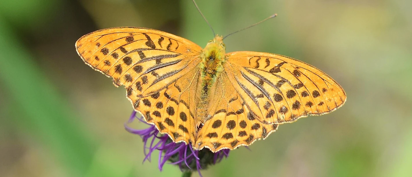 Schmetterling auf Blume