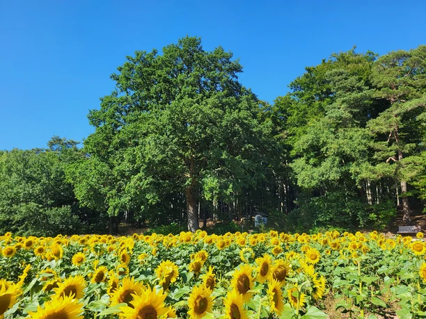 Blick auf den Rastplatz Dietersberg