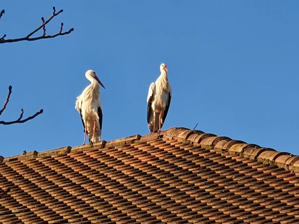 Winden, 2 Störche
