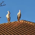 Winden, 2 Störche