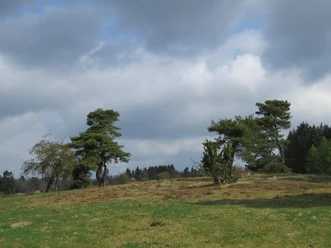 Die Blumenrather Heide
