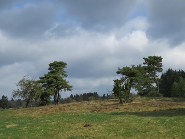 Die Blumenrather Heide