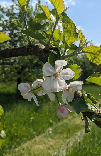 Obstblüten