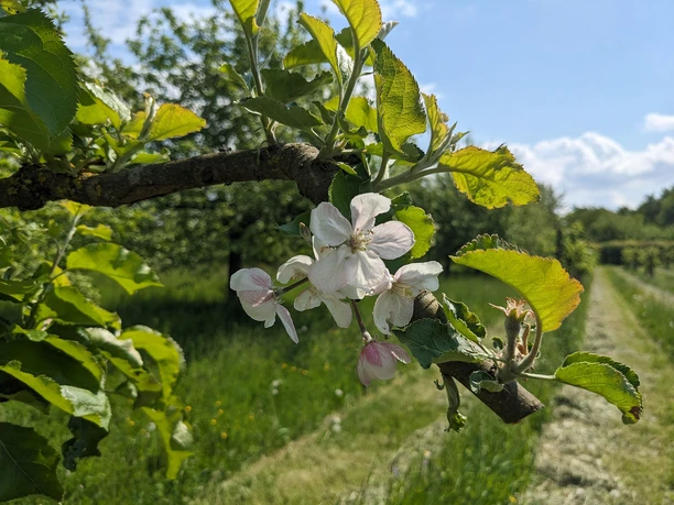 Obstblüten