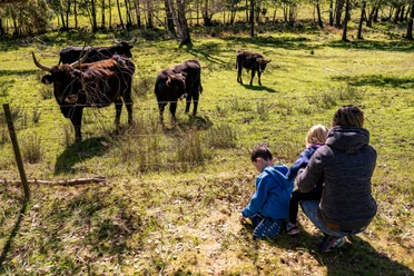Auerochsen Familientour