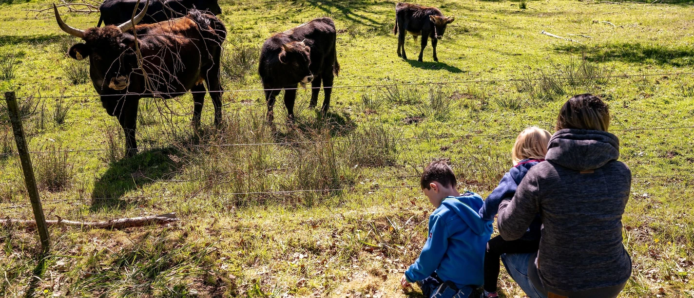 Auerochsen Familientour