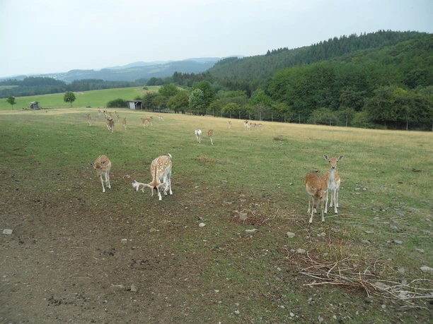 Wildgehege bei Winnerath Wildgehege bei Winnerath