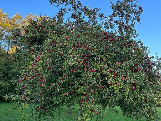 Naschgarten Irrel - Streuobst