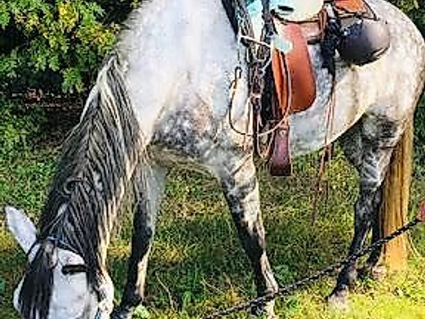 Black Sky Ranch-Wanderreiten