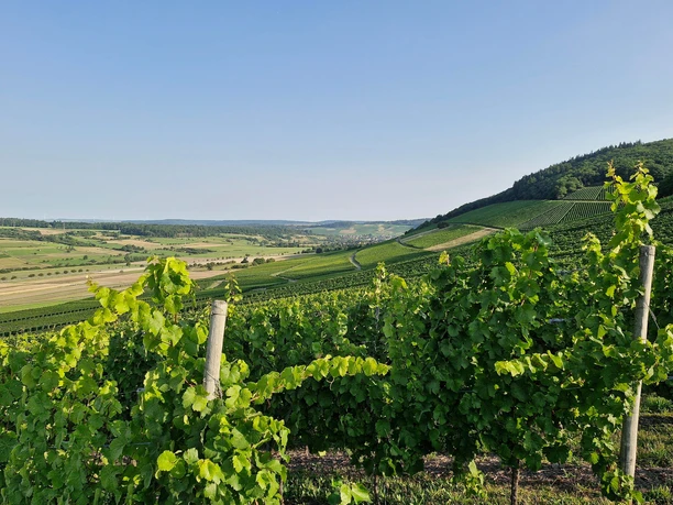 Weinberge Oberemmel