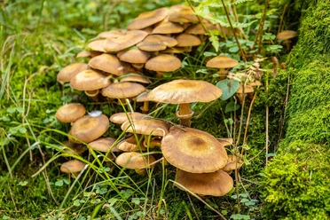 Pilze im Wald