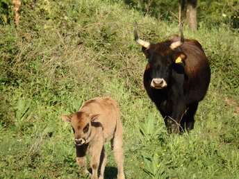Beweidungsprojekt Gräfenhausen