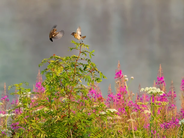 Flora und Fauna am kleinen Aartalsee