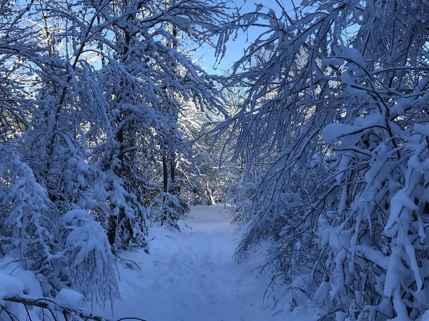 Giebelwald lädt zur Winterwanderung ein Giebelwald lädt zur Winterwanderung ein