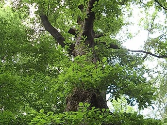 Naturdenkmal Dicke Eiche