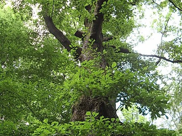 Naturdenkmal Dicke Eiche