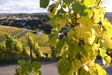 Mosel Wein e.V.