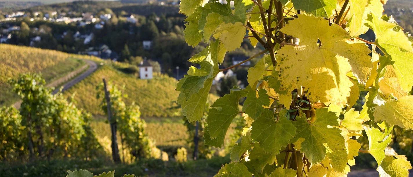 Mosel Wein e.V.