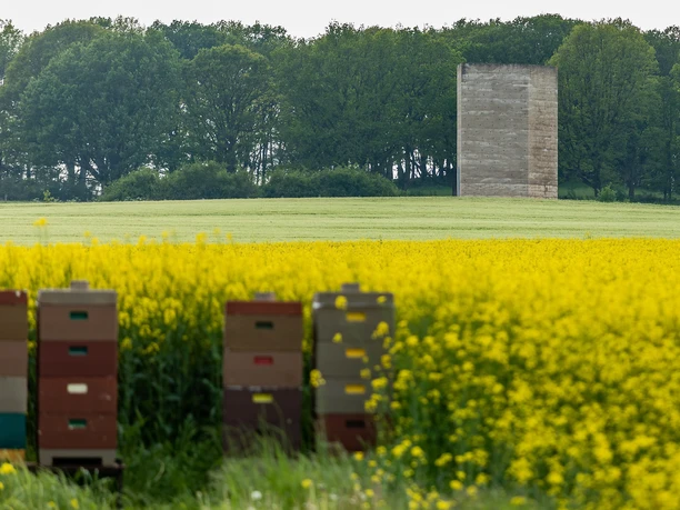 Bruder Klaus Kapelle vor blühemdem Raps
