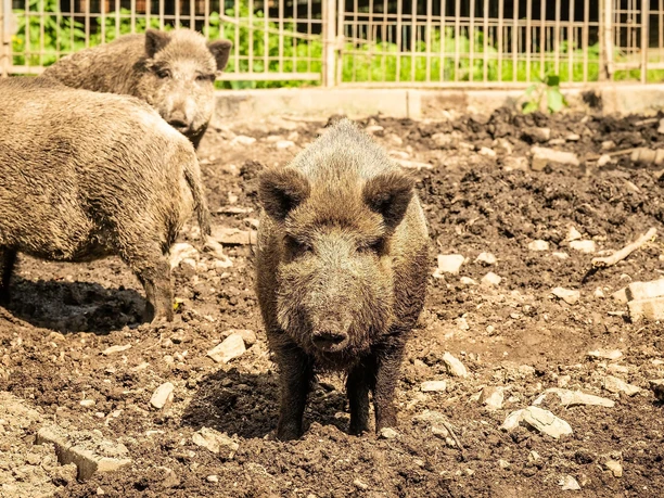 Tierpark Niederfischbach, Wildschweine
