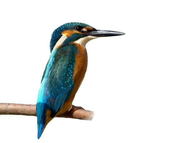 Logo Eisvogelweg