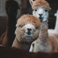 Alpakas