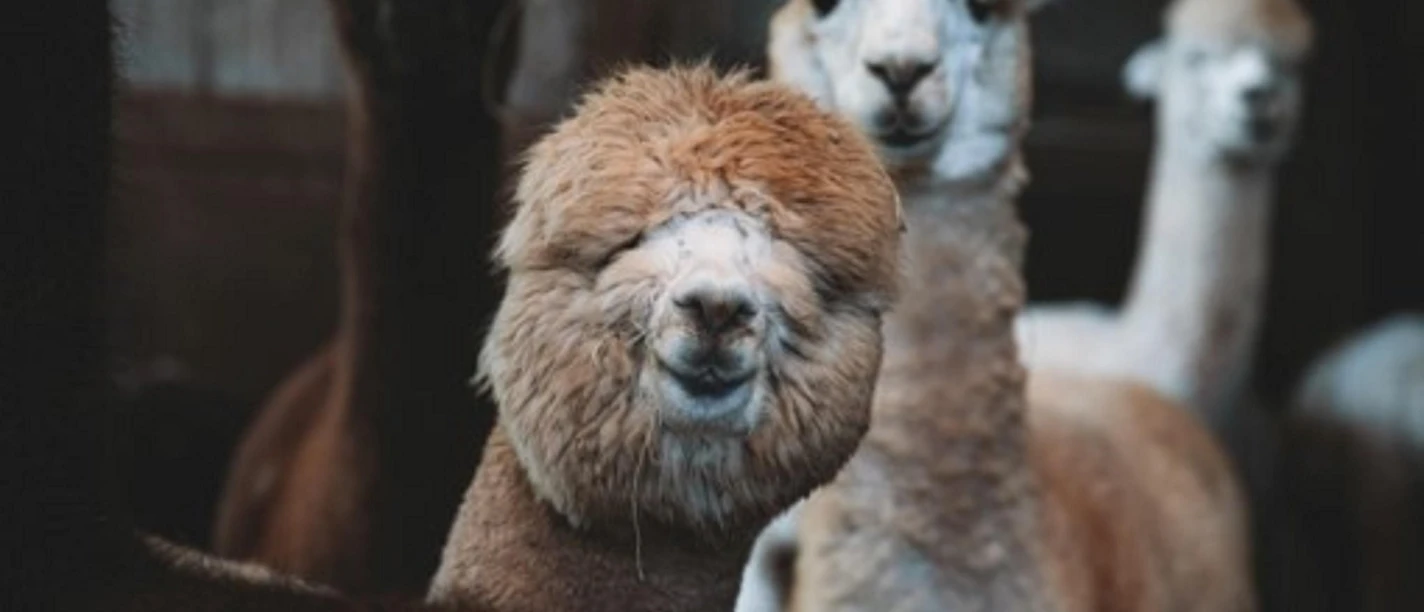 Alpakas