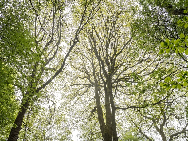 Aachener Wald/Grenzübergang Köpfchen