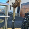 Weingut Bamberg Oberbillig (1)