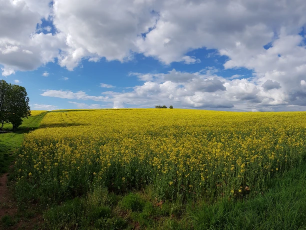 Rapsfelder bei Donsieders