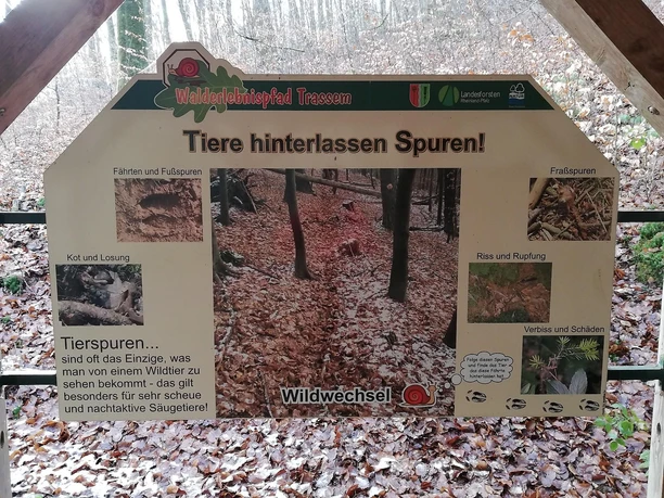 Säugetiere und Jagd (2) Säugetiere und Jagd (2)