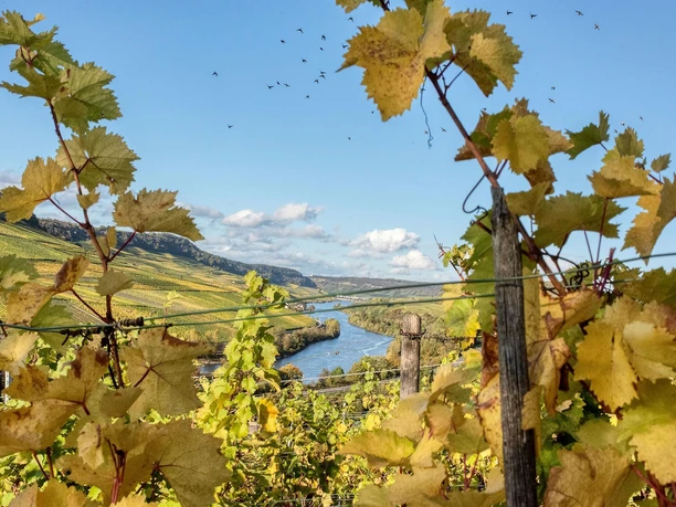 Weingut Welter Wincheringen (2)