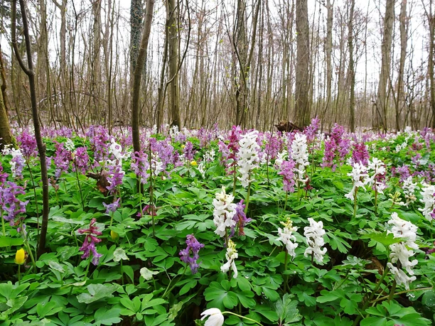 blühender Waldboden blühender Waldboden