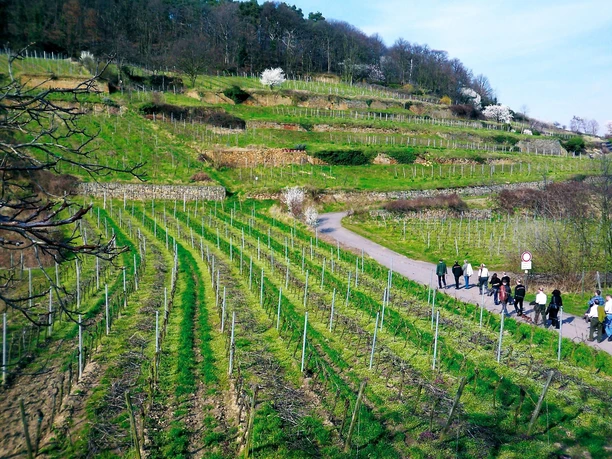 Weingut von Bassermann-Jordan 2