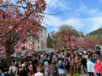 Hanami Kirschblütenfest in Marburg