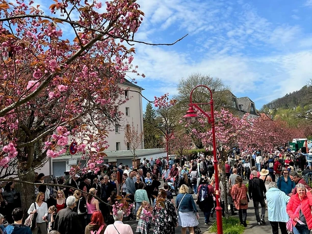 Hanami Kirschblütenfest in Marburg