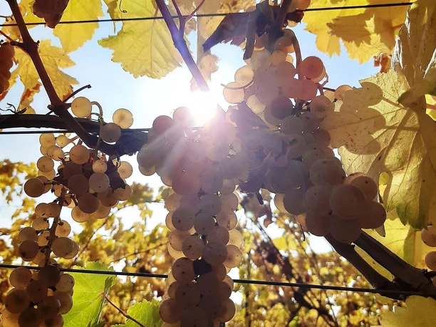 Trauben in der Sonne