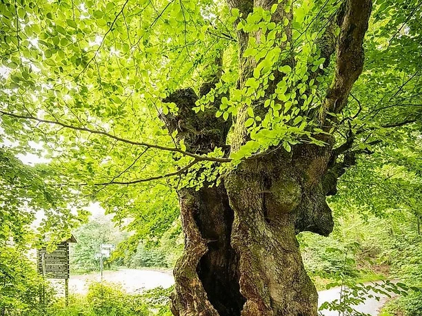 Hüllbuche, eine der ältesten Bäume der Umgebung