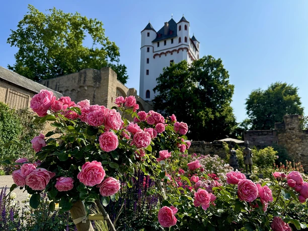 Kurfüstliche Burg Rosen Kurfüstliche Burg Rosen