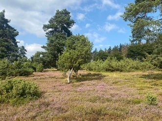 Wacholderheide