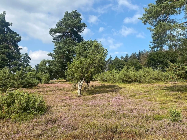 Wacholderheide