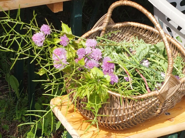 Wildes Kochen im Weinberg (2)