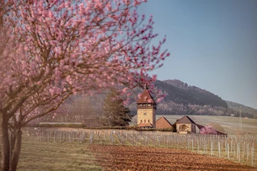Geilweilerhof zur Mandelblütenzeit