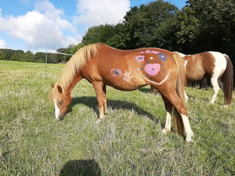 Ponyhof Wächtler - auf der Weide