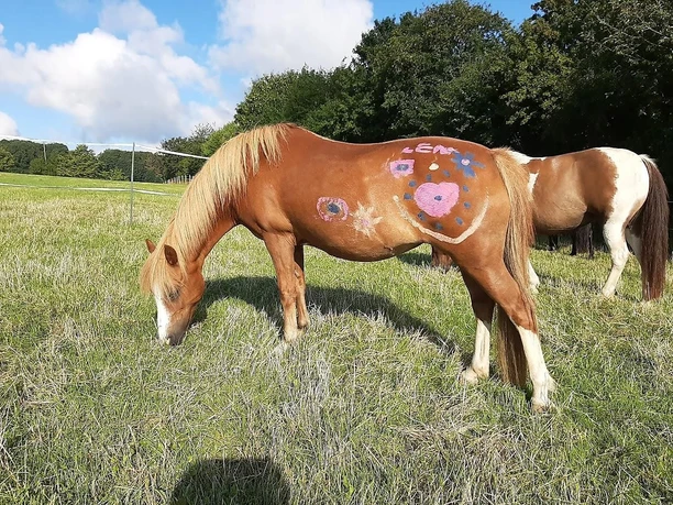 Ponyhof Wächtler - auf der Weide