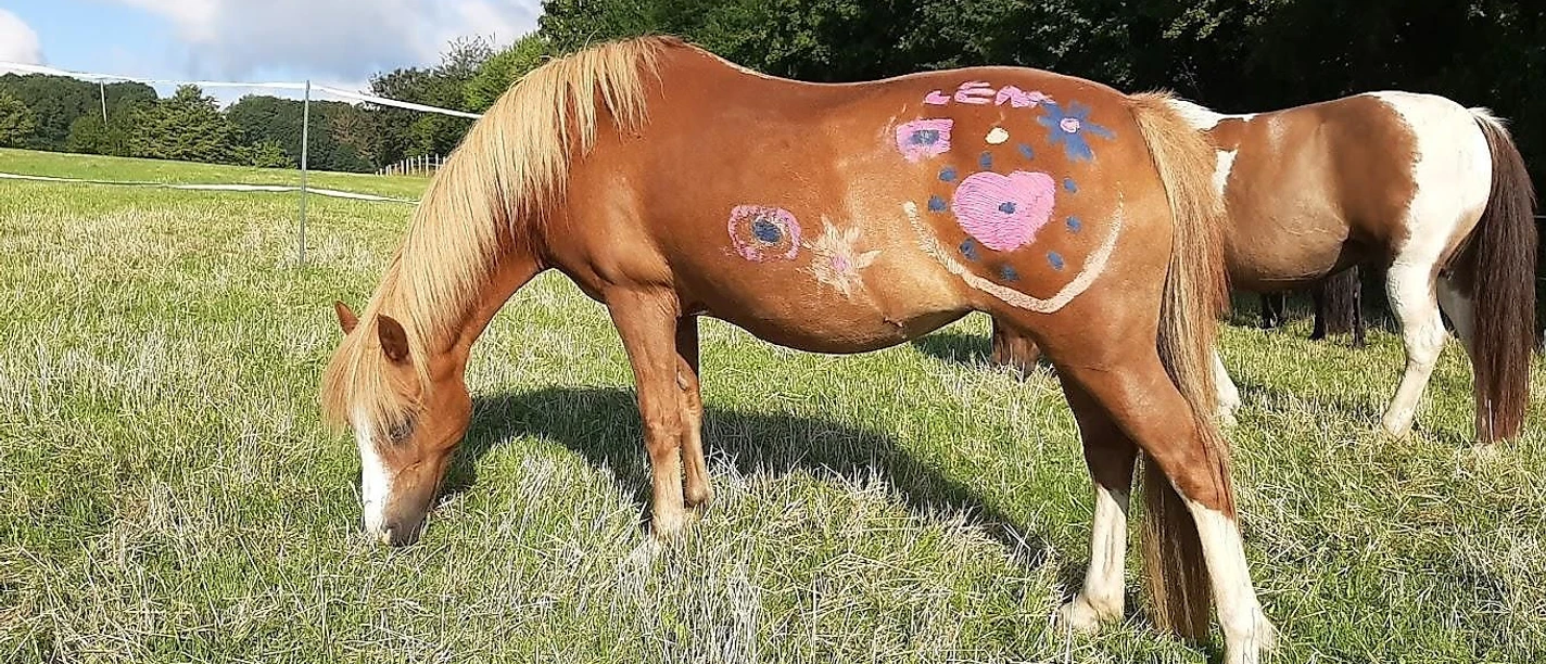 Ponyhof Wächtler - auf der Weide Ponyhof Wächtler - auf der Weide