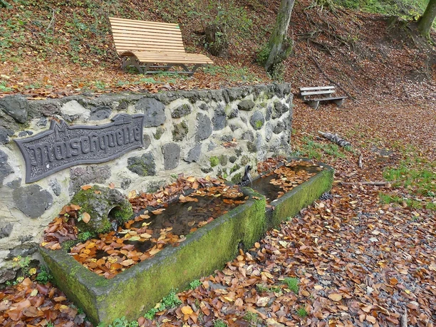 Maischquelle